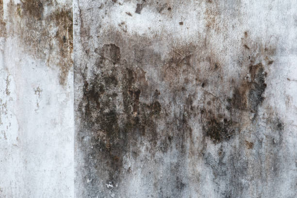 Best Biohazard Mold Removal  in Mount Gay Shamrock, WV